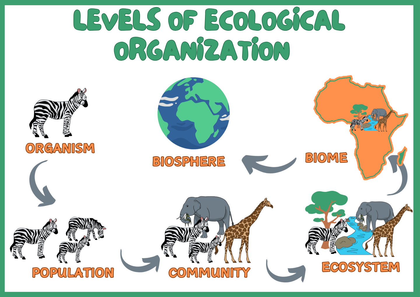 Teaching Levels of Ecological Organization with Sorting Activities ...